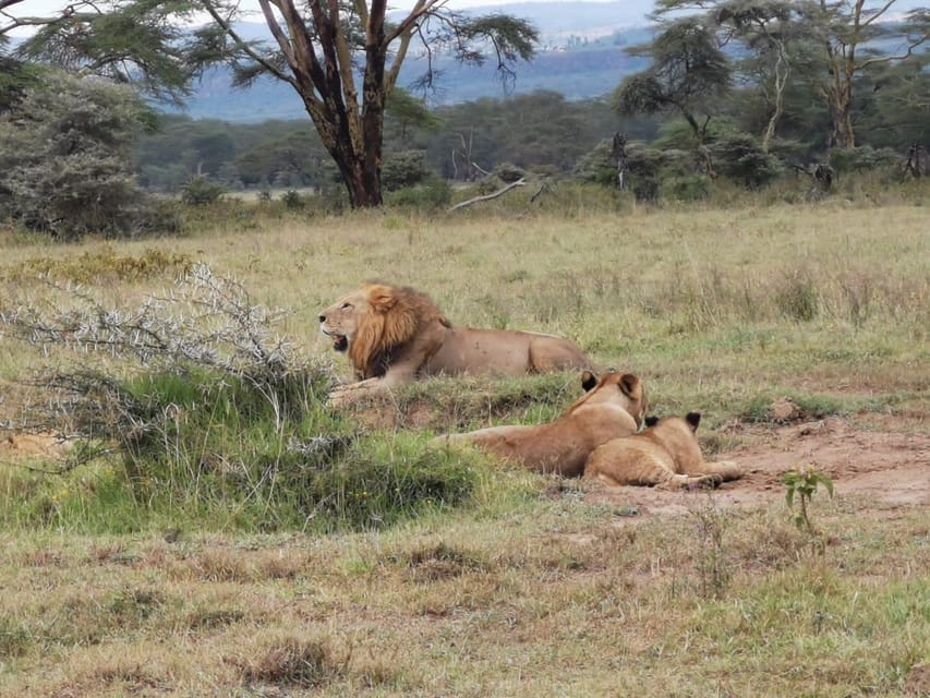 Excursión de un día al Parque Nacional de Nairobi y al Centro de las