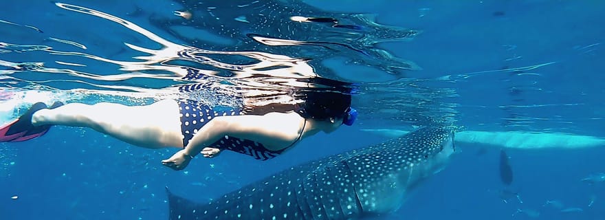 Requins baleines d'Oslob, chutes d'Aguinid et plongée avec tuba à Moalboal