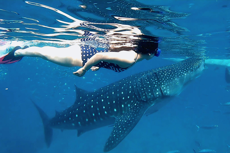 Cebu: Natação com tubarões-baleia e canoagem no KawasanTour em grupo: Natação com tubarões-baleia e canoagem no Kawasan