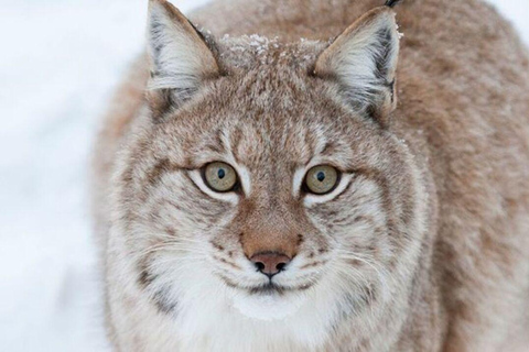 From Rovaniemi: 2-Day Private Lapland Tour with Santa & Zoo