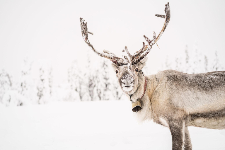 Winter Snowshoeing in the Finnish Wilderness