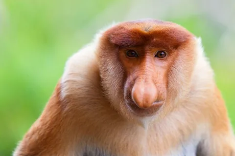 Borneo : Orang-Utan, Proboscis-Affe und Sonnenbär Tour