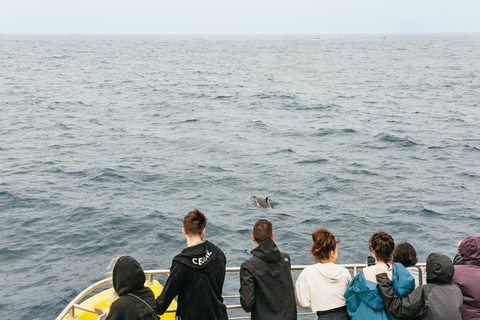 São Miguel Açores: excursion d'une demi-journée pour observer les baleines