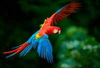 Collpa Guacamayo 2D Excursion | Jungle sunset | - Housity
