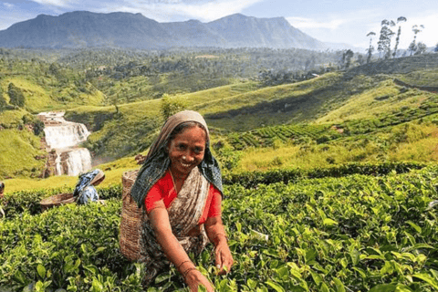 Utforska Kandy och Nuwara Eliya på 2 dagarTvå dagars omfattande upptäcktsfärd i Kandy och Nuwara Eliya