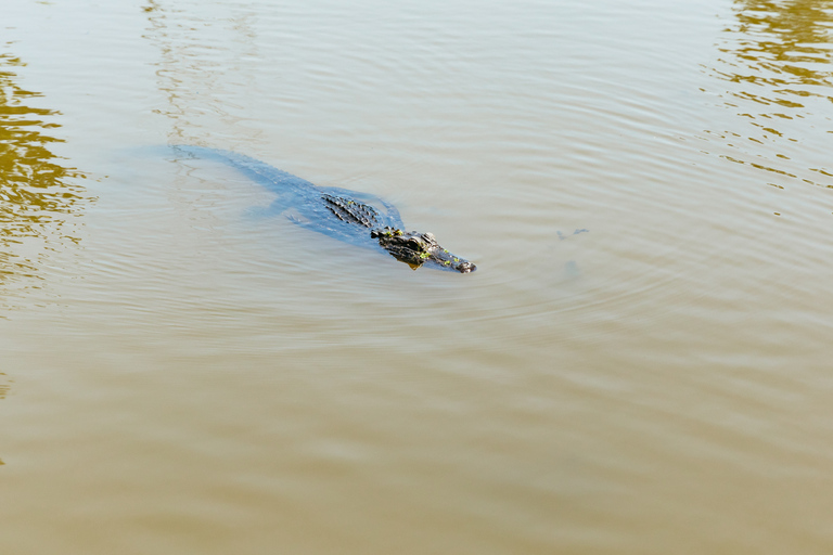 New Orleans: Bayou Tour in Jean Lafitte National Park