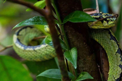 Sinharaja Rainforest: Guided Day Tour from Bentota/Colombo Pick up From Hotel Riu Ahungalla/Bentota/Kalutara/Beruwala