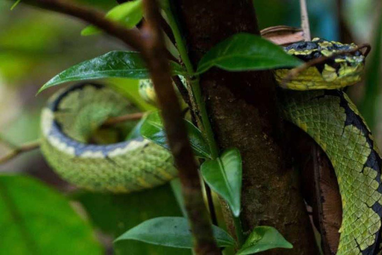 Sinharaja Rainforest: Guided Day Tour from Bentota/Colombo Pick up From Hotel Riu Ahungalla/Bentota/Kalutara/Beruwala