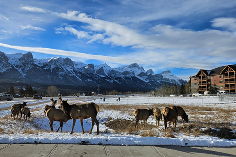 Calgary: Canmore, Banff, Lake Louise i 1-dniowa wycieczka gondolą