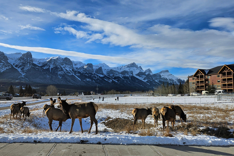 Calgary: Canmore, Banff, Lake Louise i 1-dniowa wycieczka gondolą