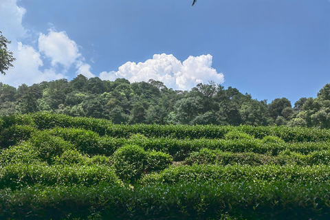 From Shanghai: One-Day Hangzhou Longjing Village Niche Tour