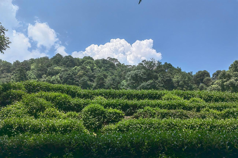 From Shanghai: One-Day Hangzhou Longjing Village Niche Tour