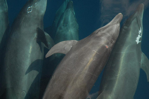 Muscat: Dolphin Watching and Historic Coastline Boat Tour Tour with Pickup and drop