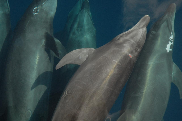 Muscat: Dolphin Watching and Historic Coastline Boat Tour Tour with Pickup and drop