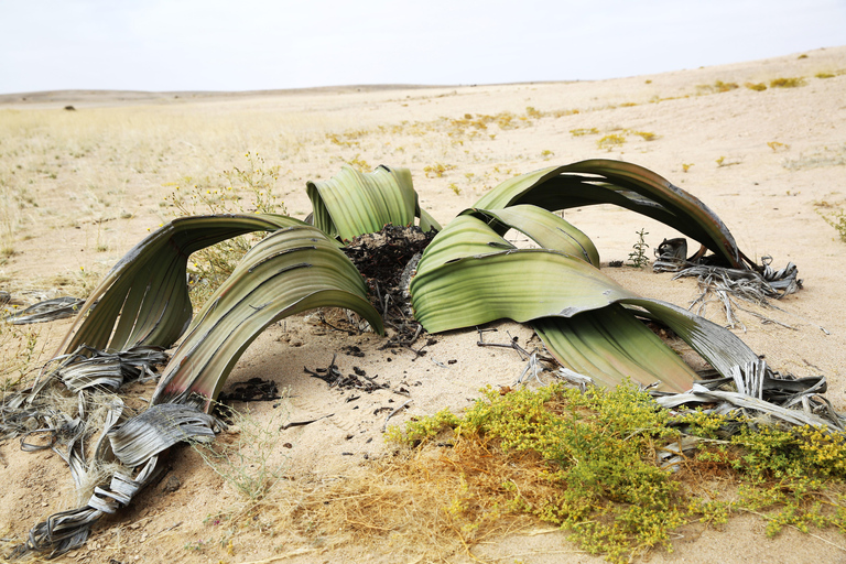 沙漠月球景观之旅：探索纳米比亚的神秘地形