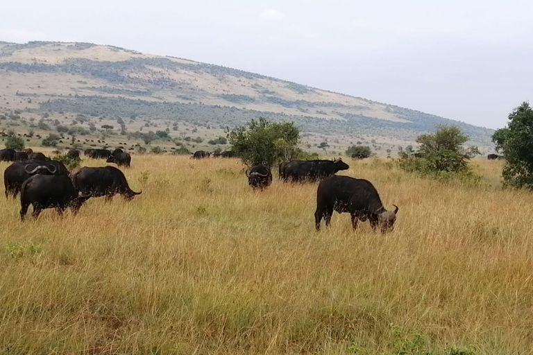 Kenia: 3 Daagse privé safari naar Masai MaraE