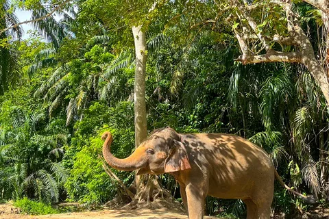 Krabi: Observation-Only Elephant Sanctuary 2hrs Mini Moments