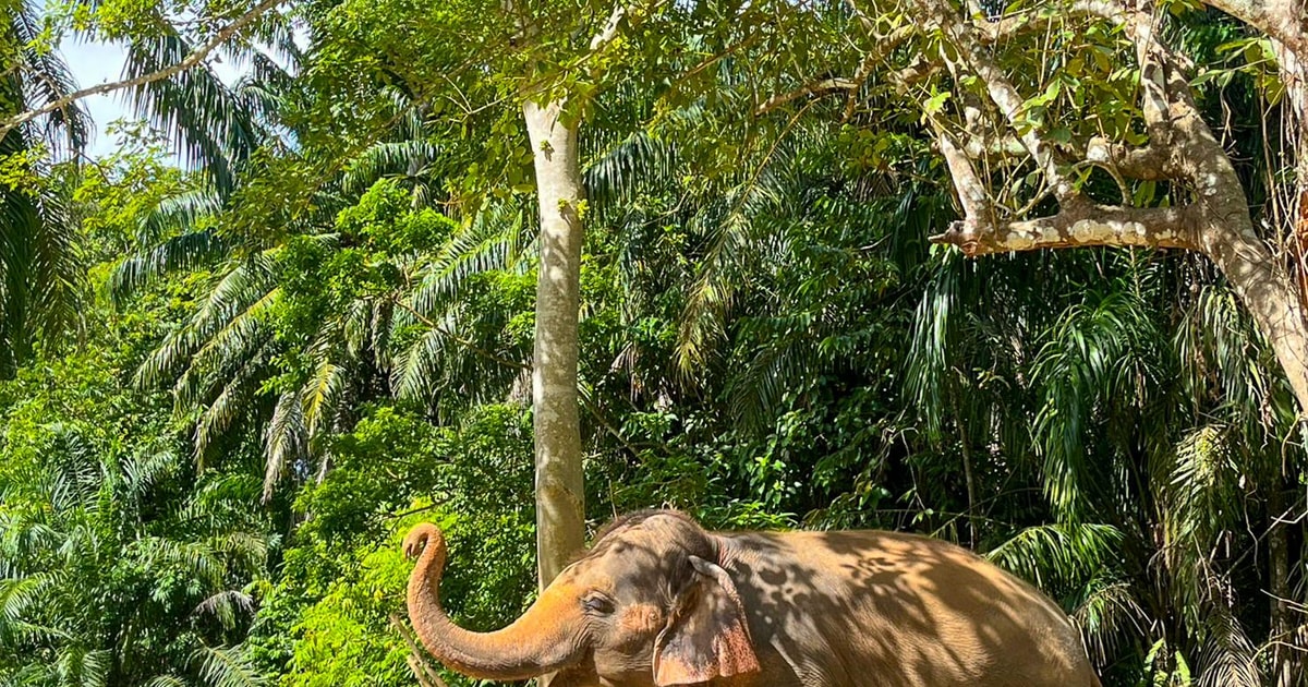 Krabi: Observation-Only Elephant Sanctuary 2hrs Mini Moments | GetYourGuide