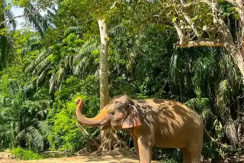 Krabi: Observation-Only Elephant Sanctuary 2hrs Mini Moments