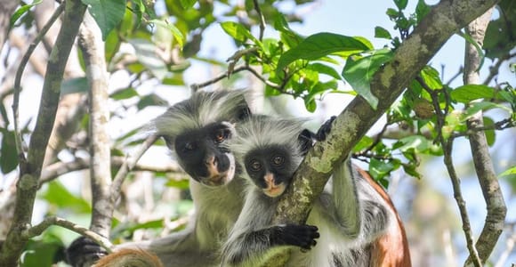 Zanzibar: Jozani Forest, Spice Farm, Stone Town Private Tour