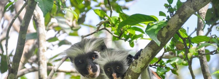 Zanzibar : forêt de Jozani, ferme aux épices, visite privative de Stone Town