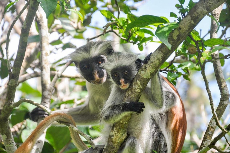 Zanzibar: Jozani-skogen, kryddgård, privat tur i Stenstaden