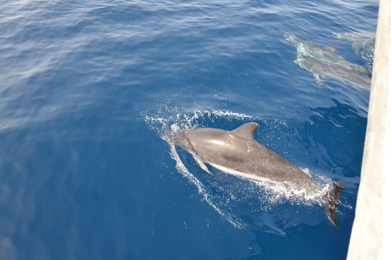 Morro Jable: Speedboat Dolphin & Whale Watching Tour