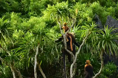 Lange trekking Catba nationaal park, Lan Ha-baai, volledige dagtocht