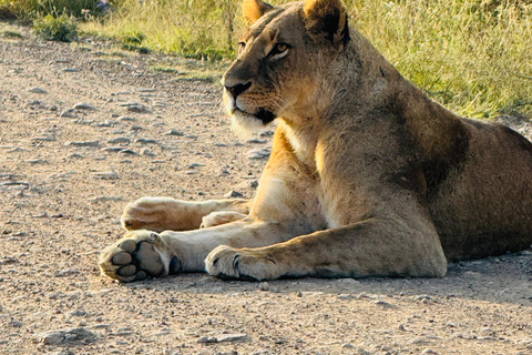 Safari im Nairobi-Nationalpark mit Abholung und RücktransportSafari, Sheldrick&#039;s &amp; Giraffe Center: Private Option