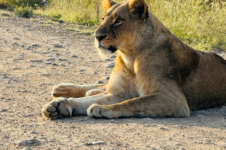 Safari im Nairobi-Nationalpark mit Abholung und RücktransportSafari, Sheldrick&#039;s &amp; Giraffe Center: Private Option
