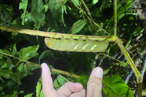 Manuel Antonio : Visite nocturne avec un guide naturaliste.