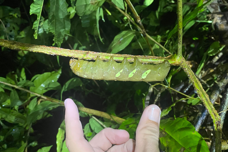 Manuel Antonio: Night tour with a naturalist guide. Night tour with a naturalist guide (transportation included)