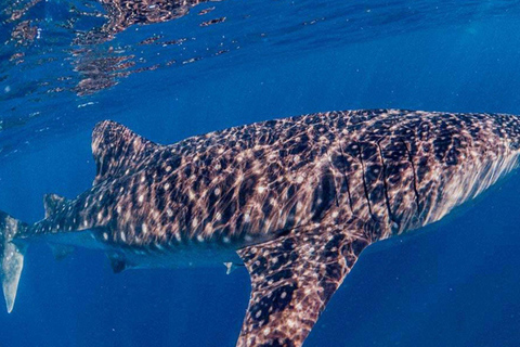 Cancun: Whale Shark Swim and Isla Mujeres Snorkeling Tour