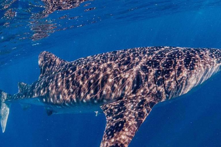 Cancun: Whale Shark Swim and Isla Mujeres Snorkeling Tour