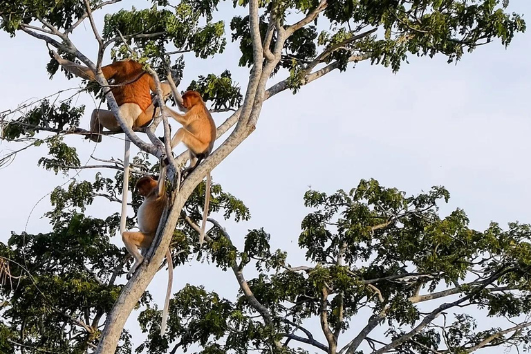 Sabah: Crociera al tramonto con le lucciole di Kawa KawaCrociera al tramonto con le lucciole di Kawa Kawa