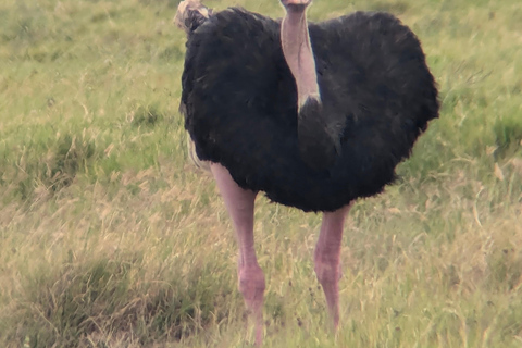 Arusha: 4 giorni di safari nel Serengeti e nel cratere Ngorongoro