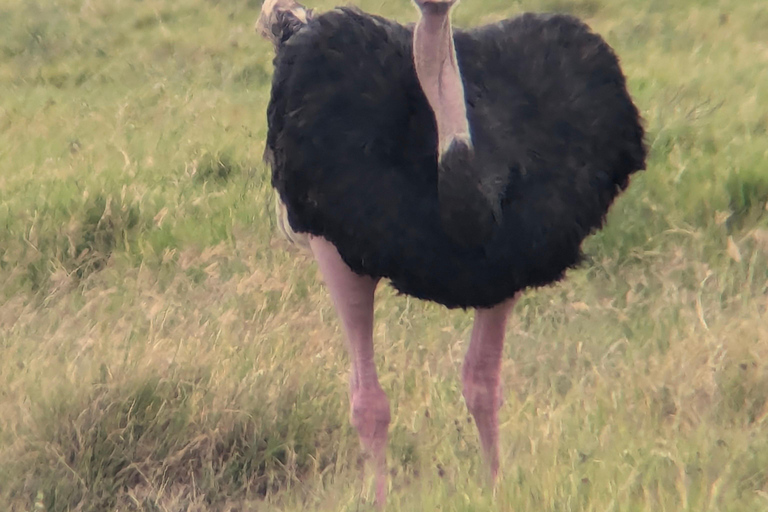 Arusha: 4 giorni di safari nel Serengeti e nel cratere Ngorongoro