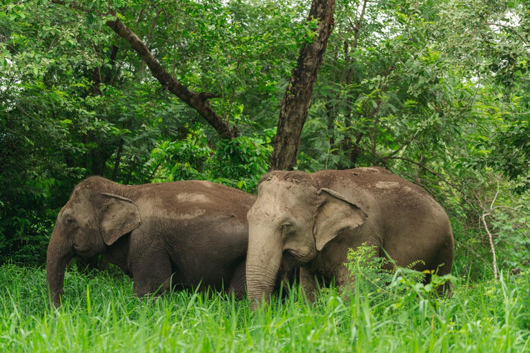 Bangkok: Love Elephant Sanctuary Visit & Nature Walk