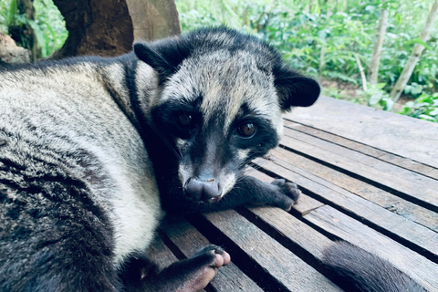 Ubud : Sacred Monkey Forest, Waterfall, Temple & Swing Tour Full-Day Tour Without Entry Fees