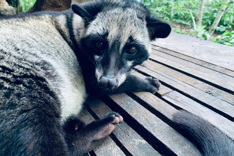 Ubud : Sacred Monkey Forest, Waterfall, Temple & Swing Tour Full-Day Tour Without Entry Fees
