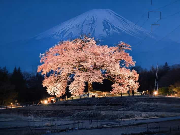 Tokyo: Mt Fuji Cherry Blossom & Night Lights Day Trip 2026