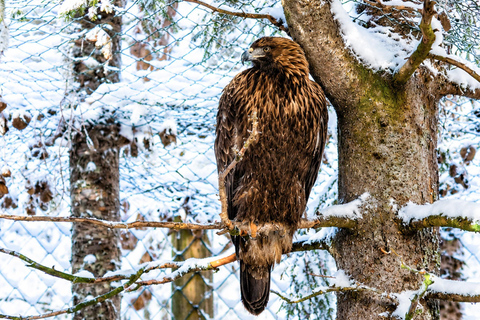 Rovaniemi: Ranua Wildlife Park, Polar Bears & Arctic Animals ⭐ Ranua Highlights | 4h | Polar Bears | Most Popular