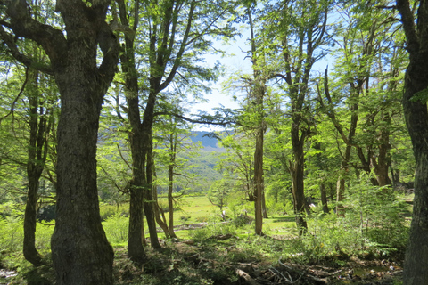 San Martín de los Andes: Half-Day Tour to the Mallin Grande