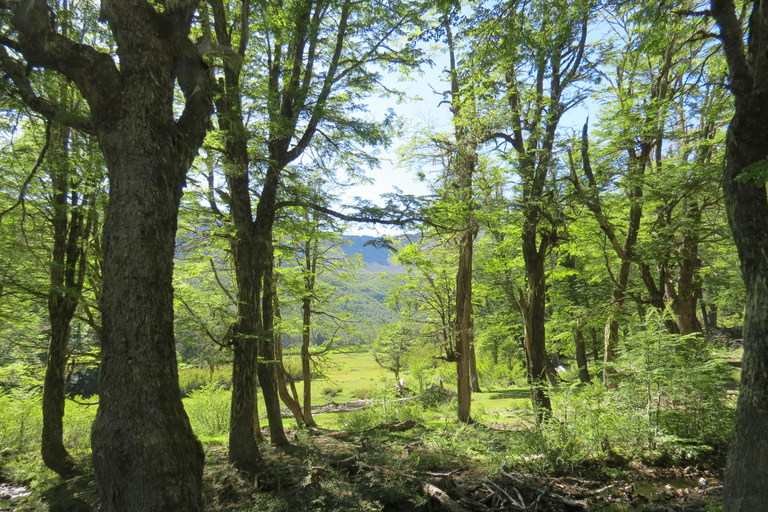 San Martín de los Andes: Half-Day Tour to the Mallin Grande