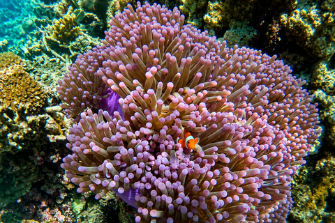 Coron: WWII Shipwrecks & Pass Island Snorkeling Tour