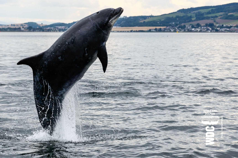 Inverness: Crucero de observación de la fauna a Chanonry Point