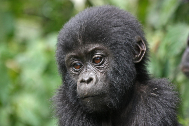 Uganda: 4-Day Bwindi Impenetrable Forest National Park Tour
