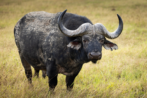 Addo Elephant National Park All Inclusive heldagssafariStandardtur