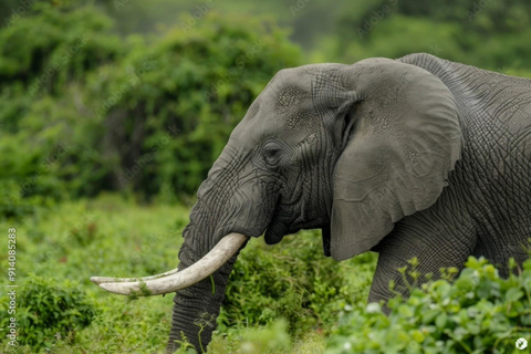 Dar es Salaam: 3-Day Nyerere National Park Safari