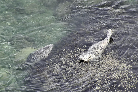 Hoonah: Icy Strait Whale Watch with Drone Filmography